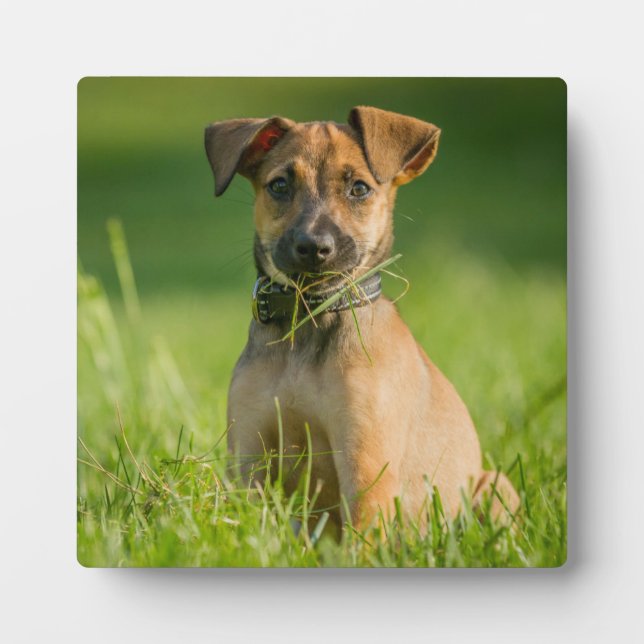 Puppy In The Grass Plaque (Front)