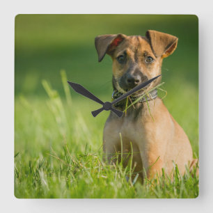 Puppy In The Grass Square Wall Clock
