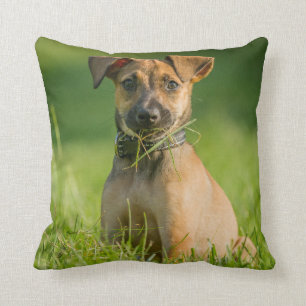 Puppy In The Grass Throw Pillow