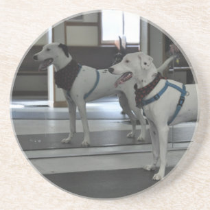 Puppy in the mirror coaster