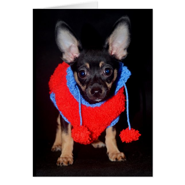 Puppy in Wooly Sweater (Front)