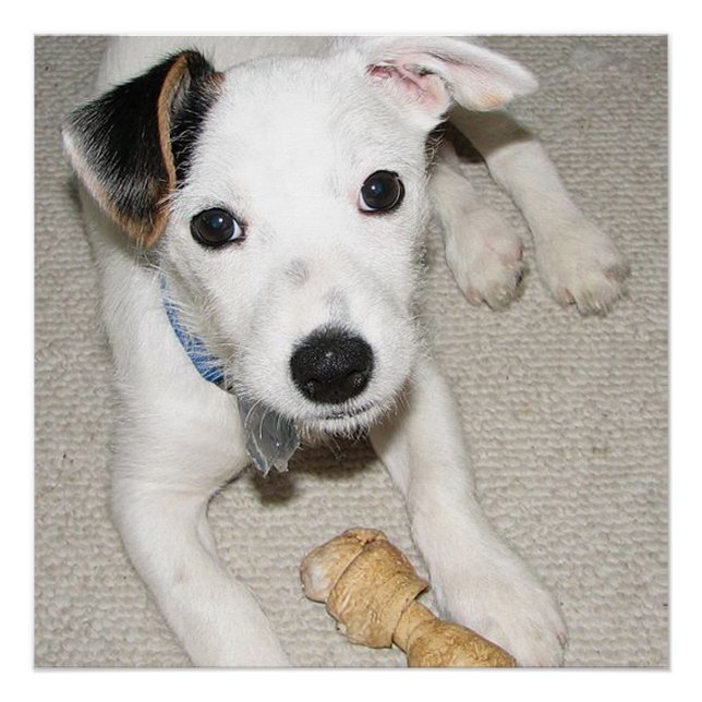 puppy jack russell terrier poster (Front)