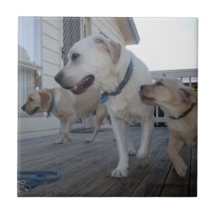 Puppy Kisses: Cream Colour Labrador Family Love, Tile