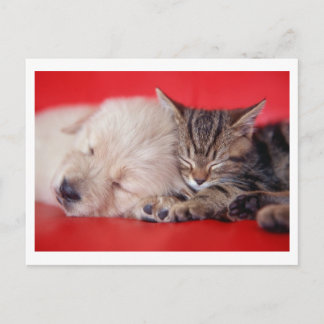 Puppy & Kitten Postcard