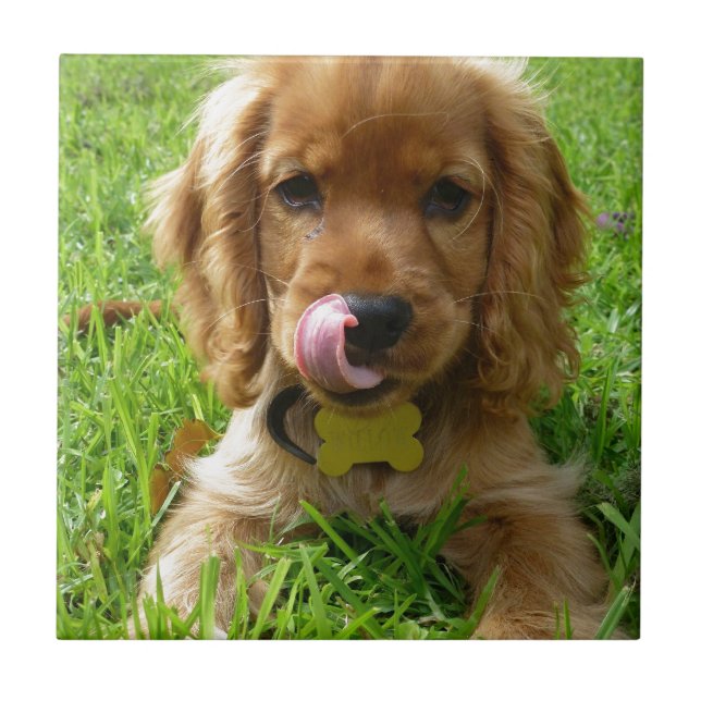 Puppy Licking Lips Tile (Front)