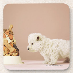 Puppy looking at pile of biscuits in dog bowl coaster