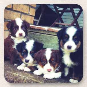 Puppy Love - Adorable Australian Shepherds Coaster