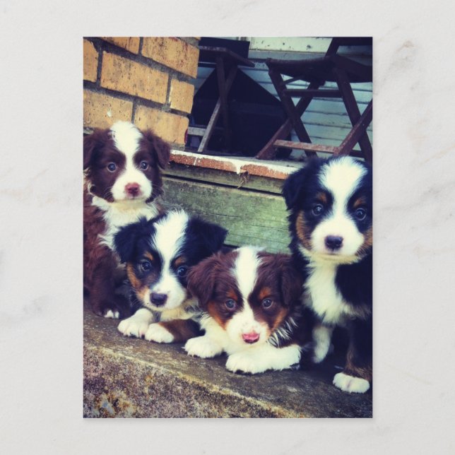 Puppy Love - Adorable  Australian Shepherds Postcard (Front)