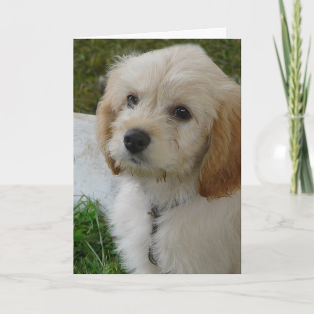 Puppy Love - Cute MaltiPoo Dog Photo Card (Front)