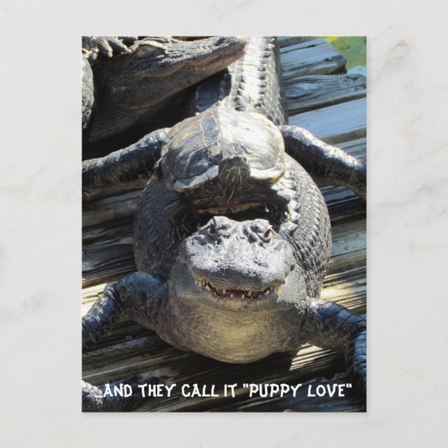 "Puppy Love"  - Gator / Alligator Postcard (Front)