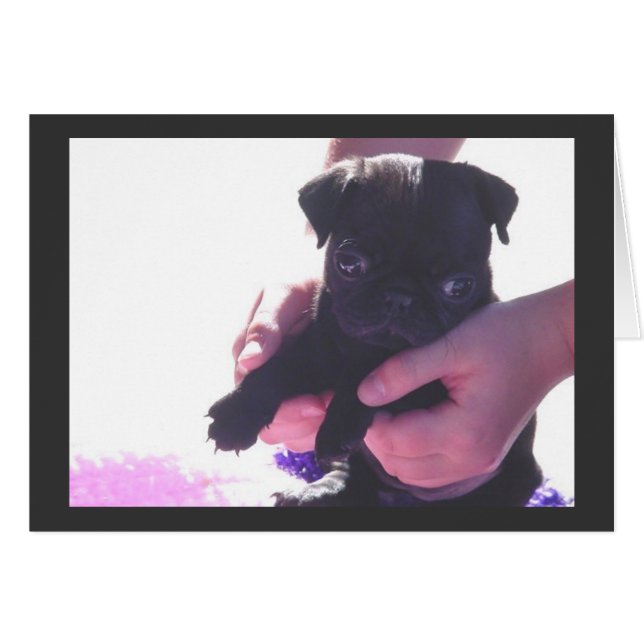 Puppy Love II (Front Horizontal)