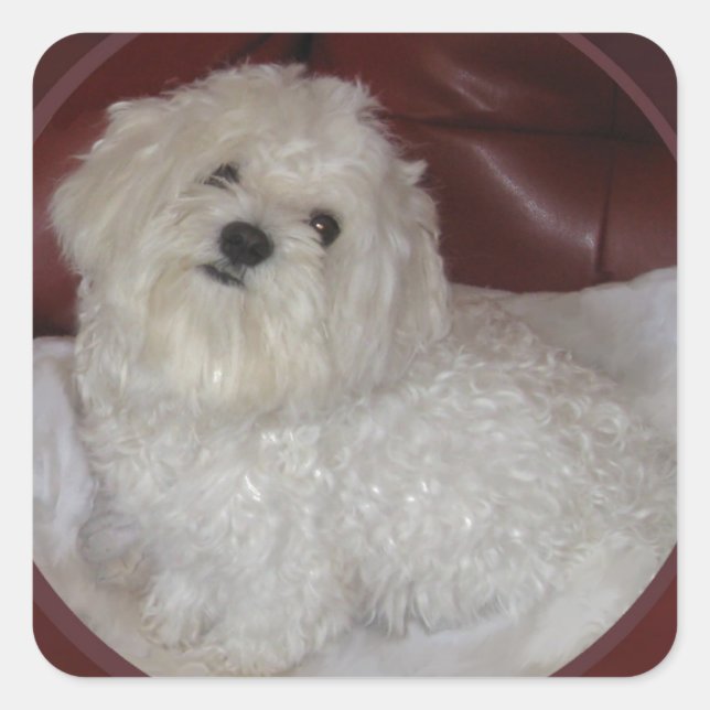 Puppy Love Maltese on Burgundy Square Sticker (Front)