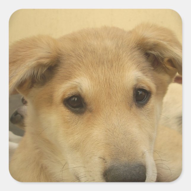 Puppy Love: Man's Best Friend Square Sticker (Front)