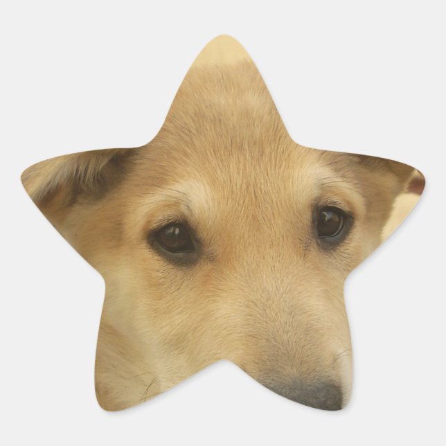 Puppy Love: Man's Best Friend Star Sticker (Front)