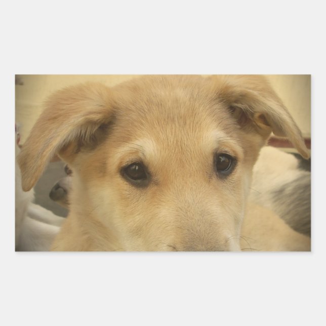 Puppy Love: Man's Best Friend Sticker (Front)