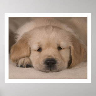 Puppy Love. Poster by cARTerART