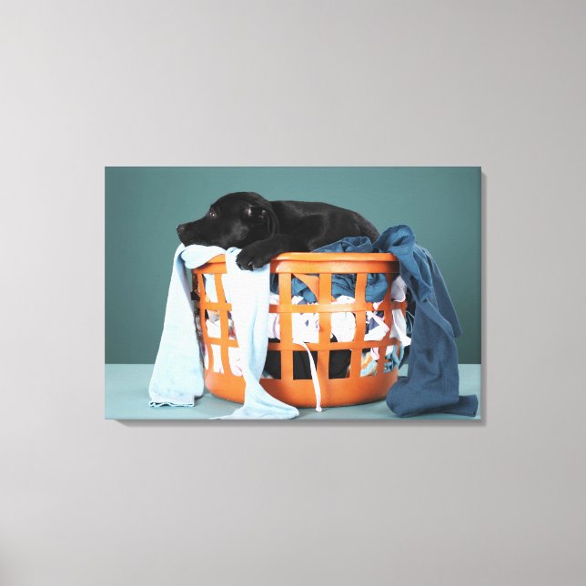 Puppy lying in laundry basket canvas print (Front)