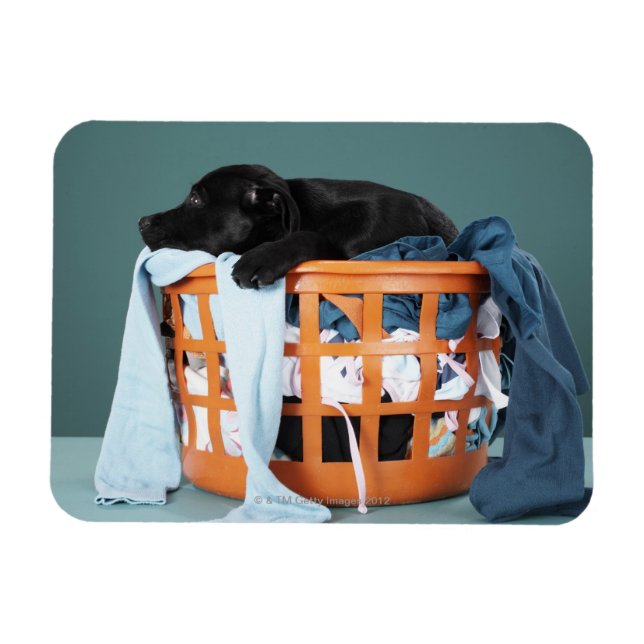 Puppy lying in laundry basket magnet (Horizontal)