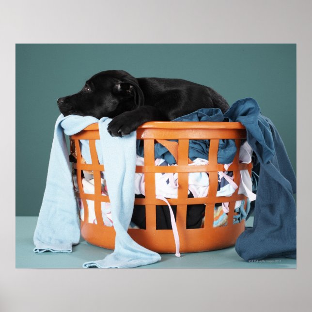 Puppy lying in laundry basket poster (Front)