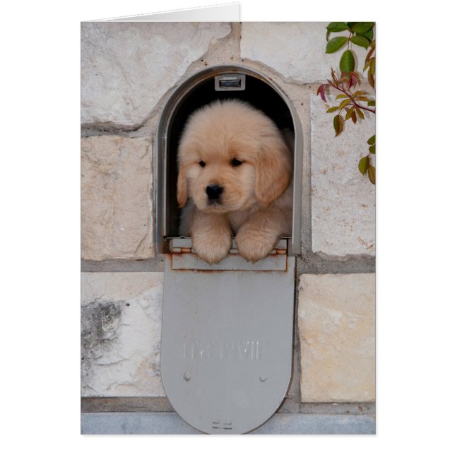 Puppy Mail (Front)