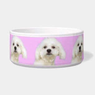Puppy Maltese on pink