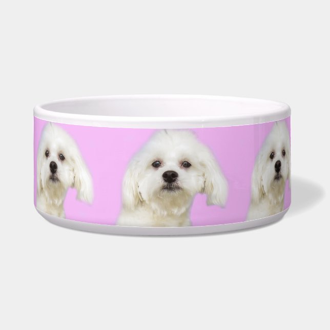 Puppy Maltese on pink (Front)