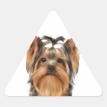 Puppy of the Yorkshire Terrier