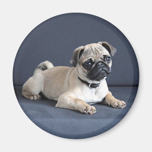 Puppy On Lounging Couch Magnet (Front)