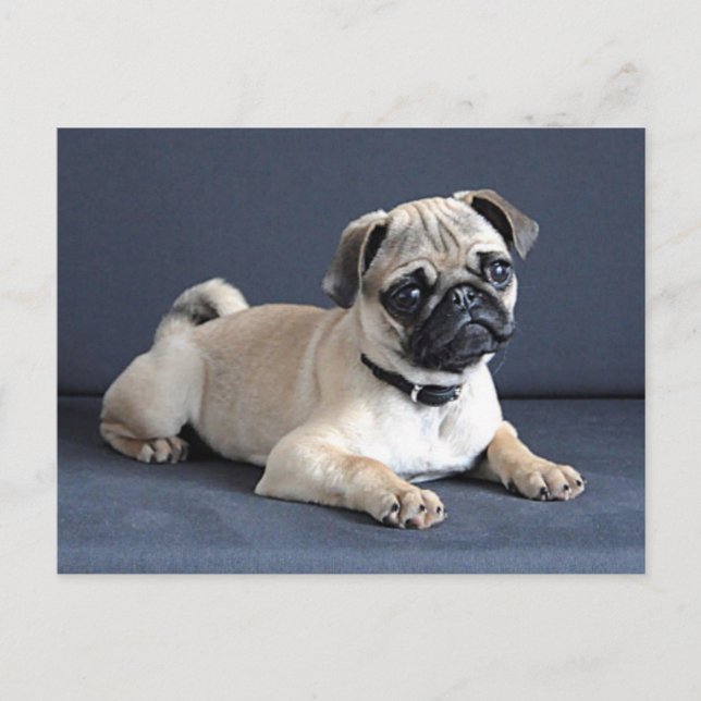 Puppy On Lounging Couch Postcard (Front)