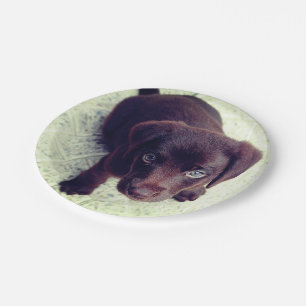 Puppy Paper Plate