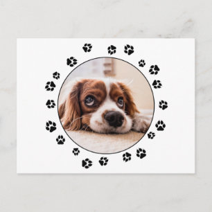 Puppy Photo Black Pawprints Postcard
