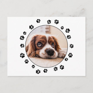 Puppy Photo Black Pawprints Postcard