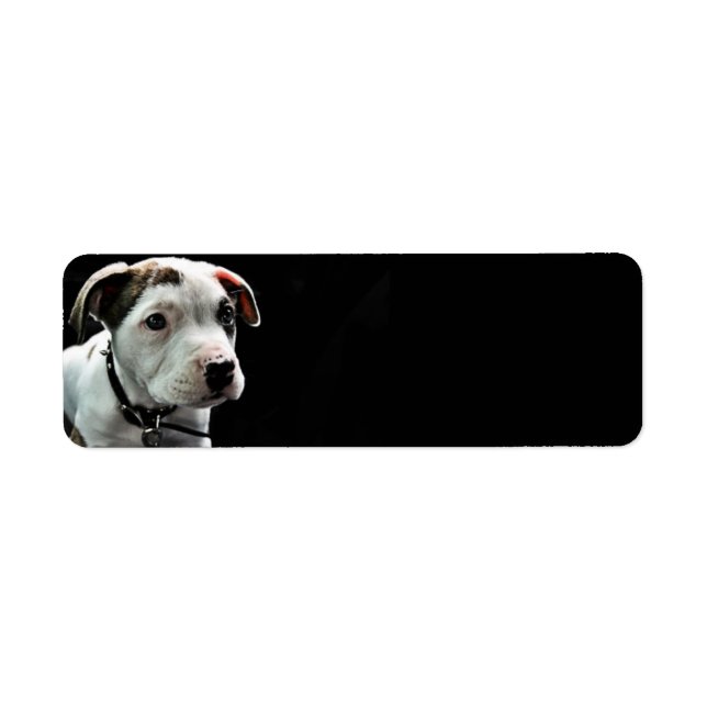Puppy Pit Bull T-Bone (Front)