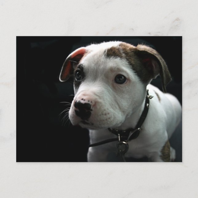 Puppy Pit Bull T-Bone Postcard (Front)
