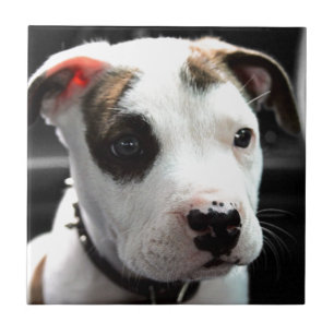 Puppy Pit Bull T-Bone Tile