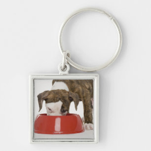 Puppy pitbull eating out of dish keychain