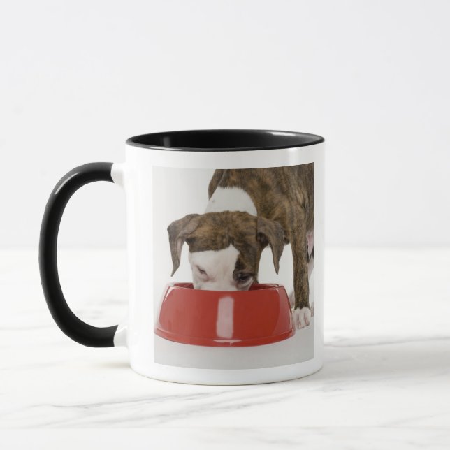 Puppy pitbull eating out of dish mug (Left)