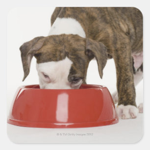 Puppy pitbull eating out of dish square sticker
