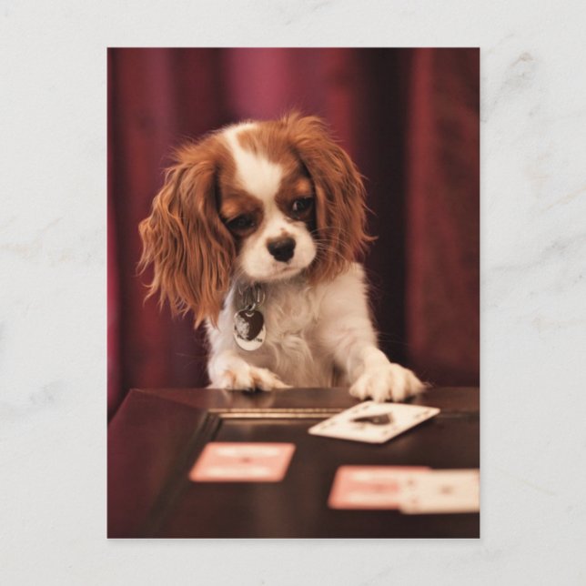 Puppy Plays Cards (Front)