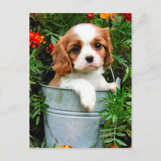 Puppy Postcard