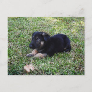 Puppy Postcard