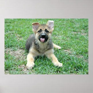 Puppy Poster