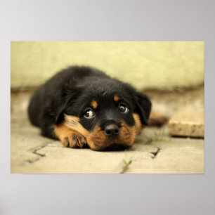 Puppy rottweiler doggy poster