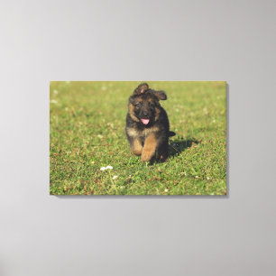 Puppy Running Canvas Print