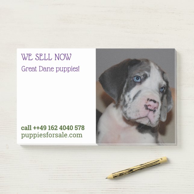 Puppy selling posted notes (On Desk)