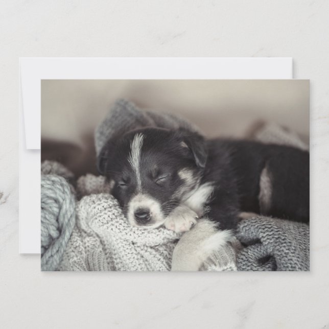 Puppy sleeping Flat Holiday Card (Front)