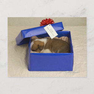 Puppy sleeping in a gift box postcard