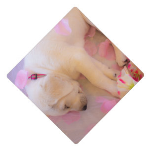 Puppy Sleepy Veil 01 Graduation Cap Topper