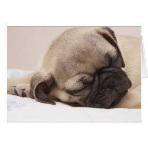 Puppy Soundly Sleeping