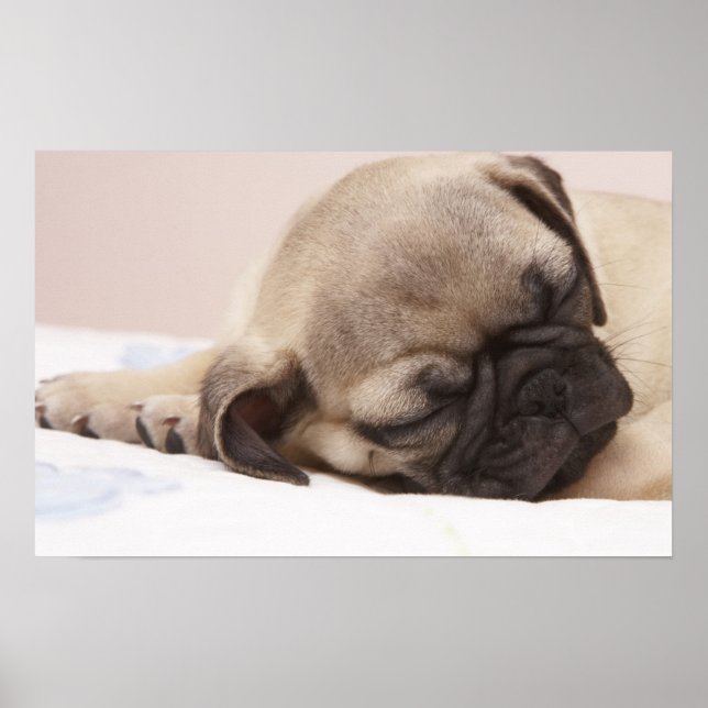 Puppy Soundly Sleeping Poster (Front)